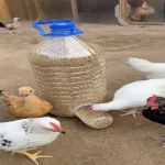 Cara Merawat Ayam dengan Pakan Alami